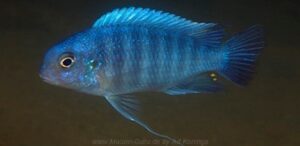 Tropheops sp. 'mauve' Ndumbi Point